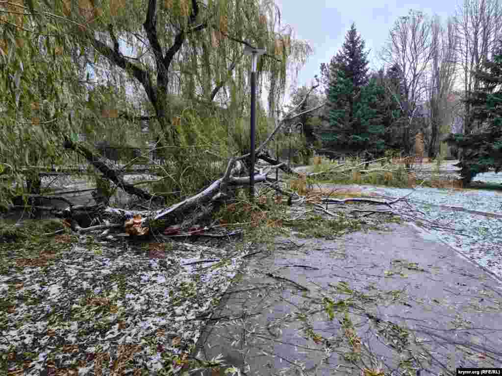 Хрупкими оказались и многочисленные ивы в Гагаринском парке