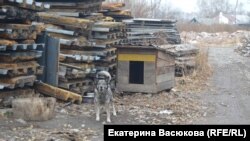 Единственный сторож приюта