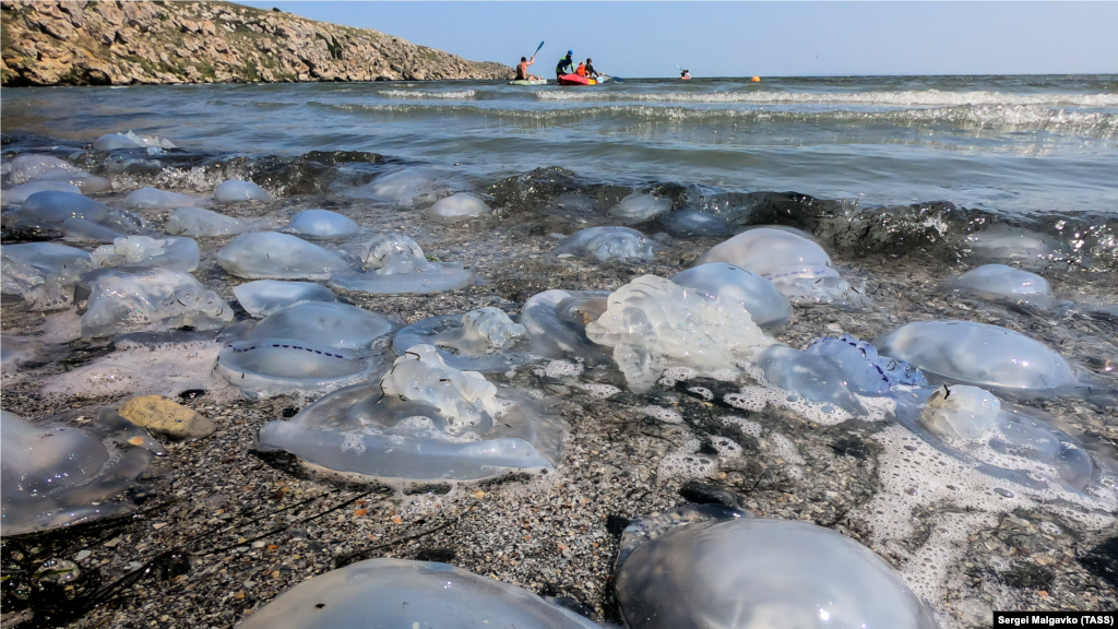 Нашествие медуз на побережье Азовского моря в районе села Мысовое в Ленинском районе. Что происходит на побережье Азовского моря в Крыму &ndash; смотрите здесь